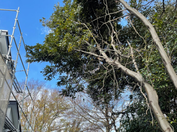 隣地の樹木伐採